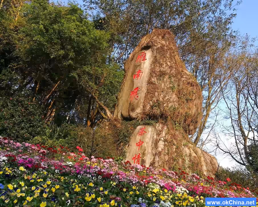 Yannanfei Tea Plantation Scenic Area