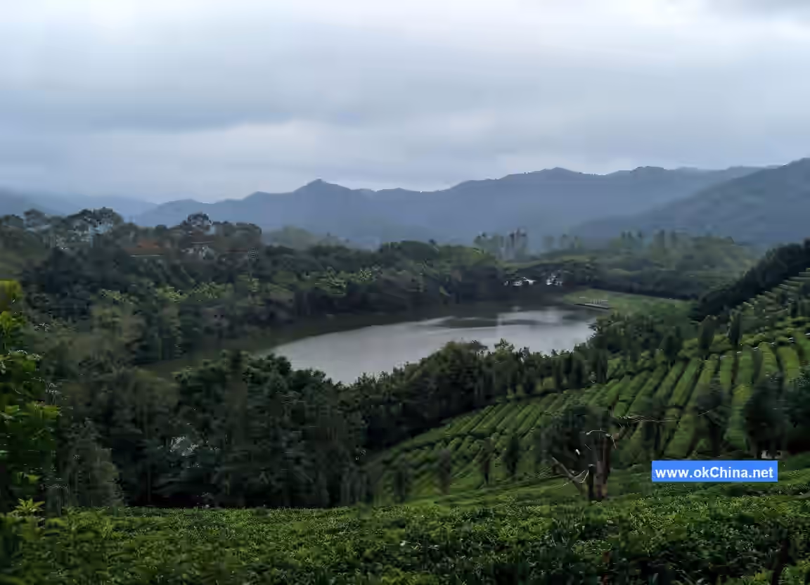 Yannanfei Tea Plantation Scenic Area