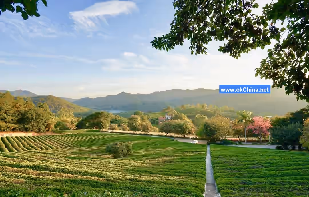 Yannanfei Tea Plantation Scenic Area