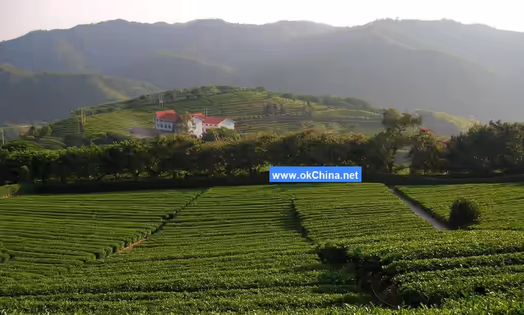 Yannanfei Tea Plantation Scenic Area