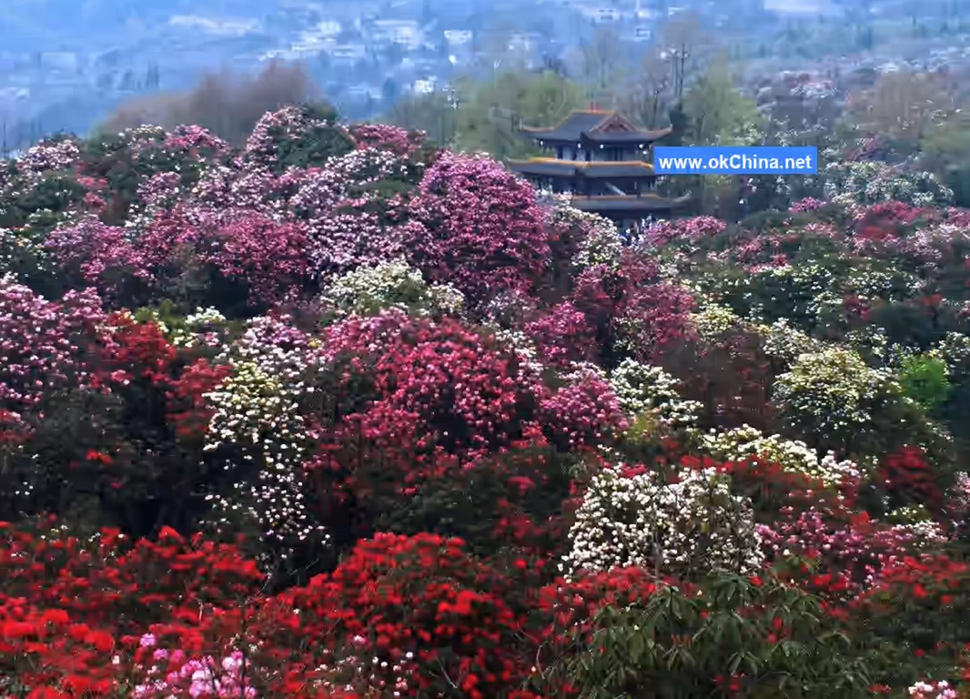 Bai Li Dujuan Scenic Area