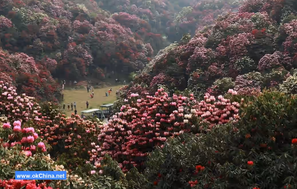 Bai Li Dujuan Scenic Area
