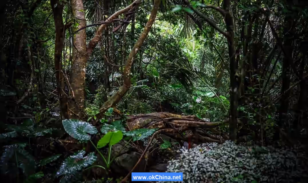 Yanoda Rainforest Cultural Tourist Area