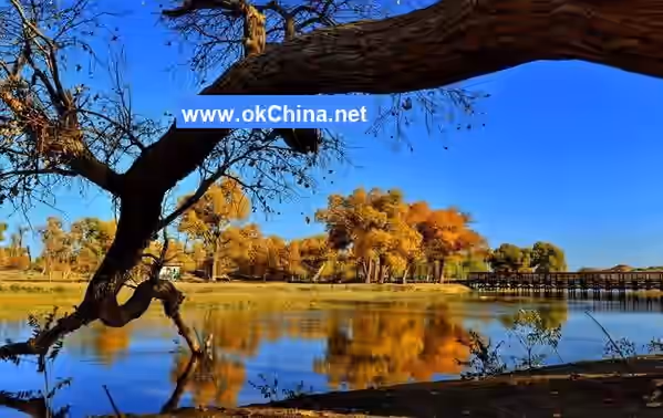 Populus Euphratica Tourist Area