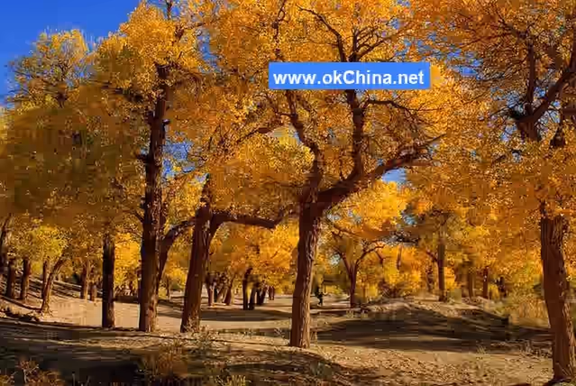 Populus Euphratica Tourist Area