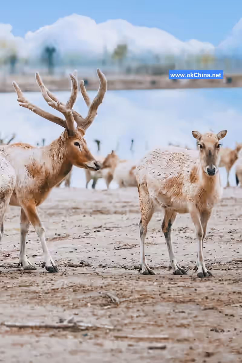 China Elaphurus Garden Scenic Area