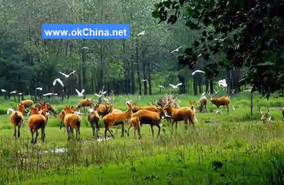 China Elaphurus Garden Scenic Area