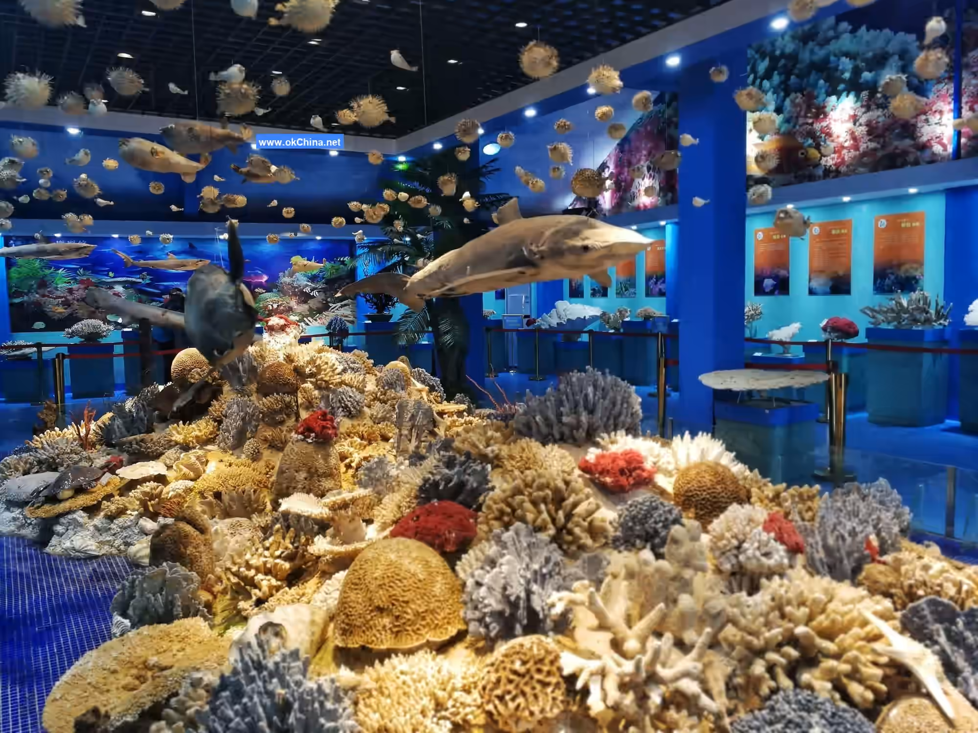 Tiger Beach Ocean Park And Tiger Beach Polar Aquarium