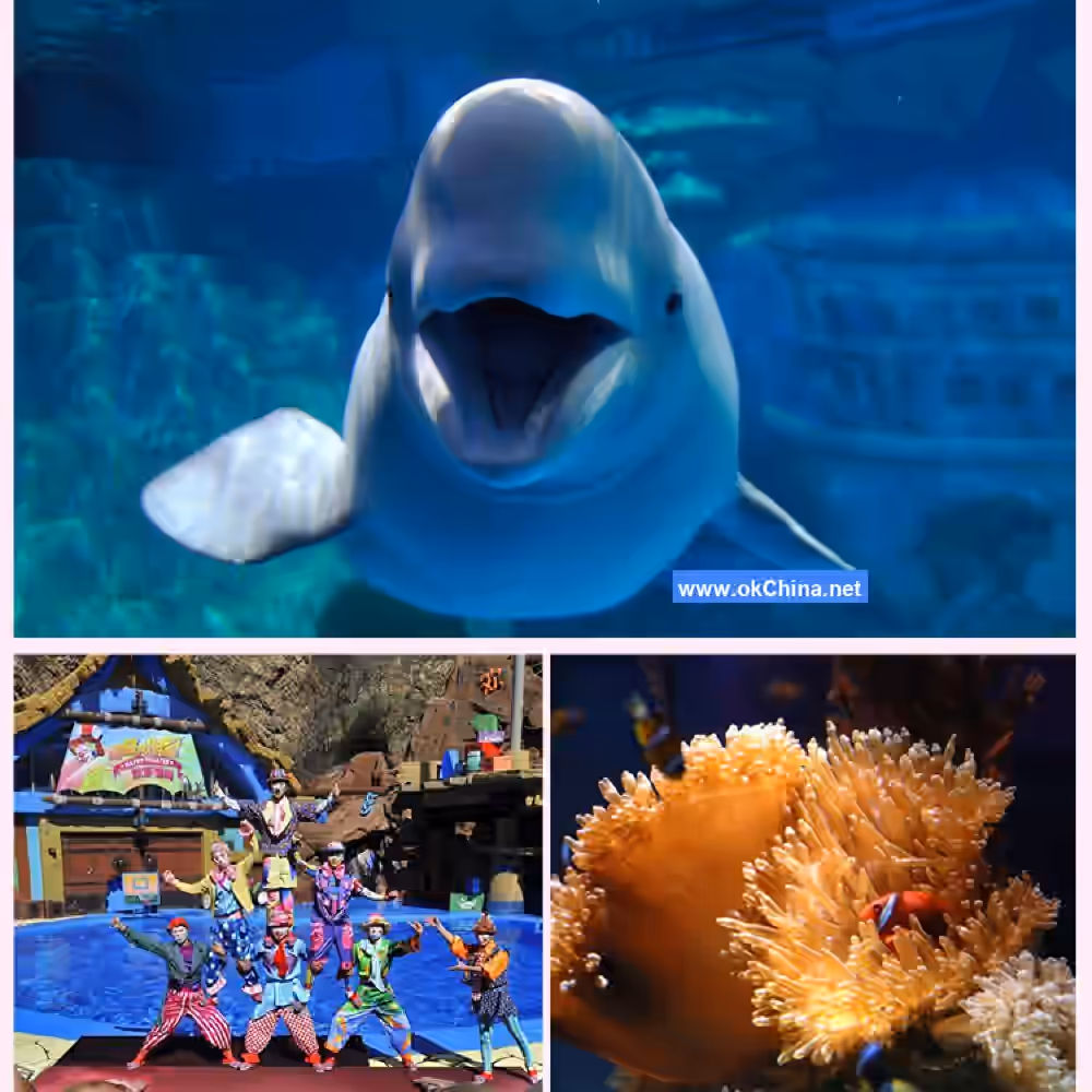 Tiger Beach Ocean Park And Tiger Beach Polar Aquarium