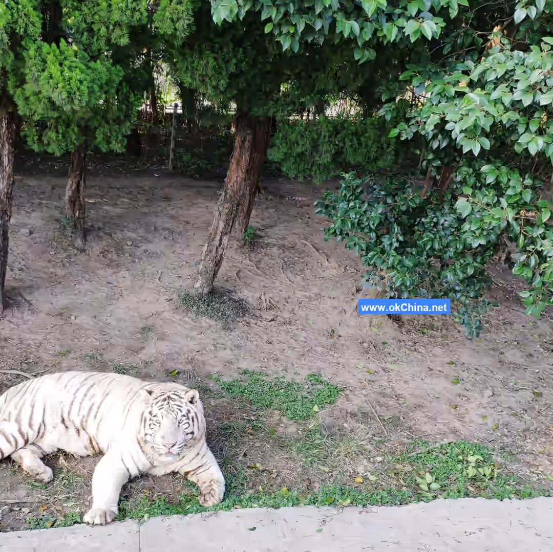 Shanghai Wild Animal Park