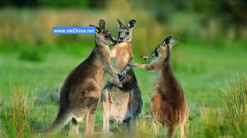 Shanghai Wild Animal Park