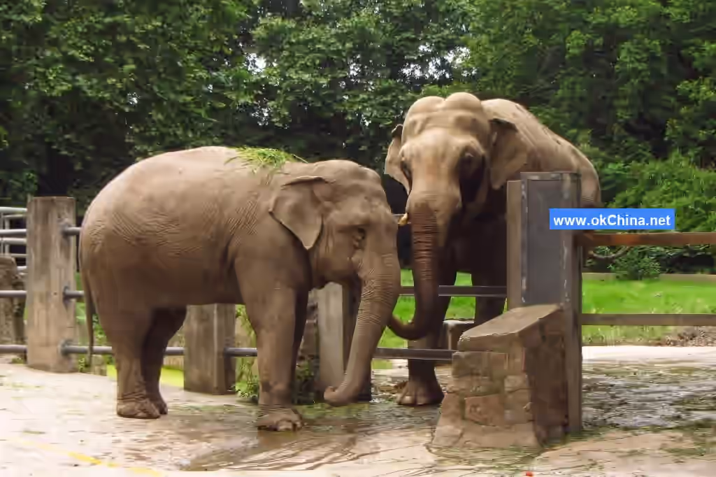 Shanghai Wild Animal Park