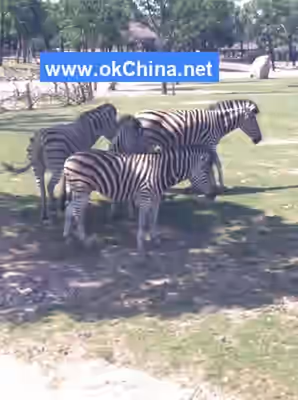 Shanghai Wild Animal Park