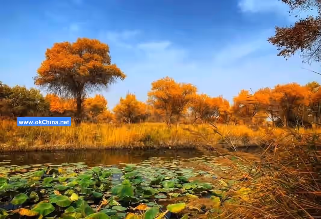 Zepu Populus Euphratica National Forest Park